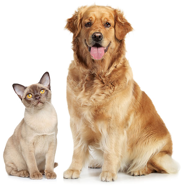 Siamese cat and golden retriever